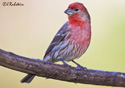 Carpodacus mexicanus